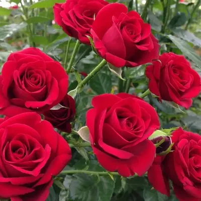 Фото розы гранд гала в png