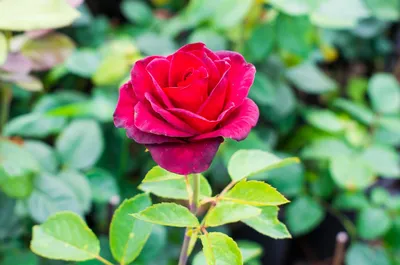 Роза гранд гала с разными размерами и форматами изображения
