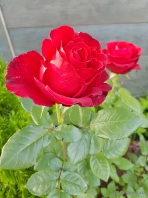 Фото розы гранд гала с разрешением для печати