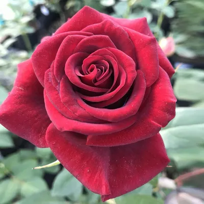Картинка розы гранд гала с возможностью выбора формата