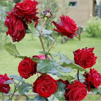 Изображение розы гранд гала в высокой четкости