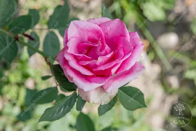 Фотка розы гранд гала для использования на сайтах