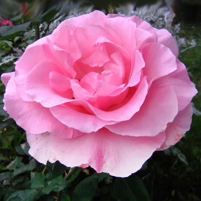 Фото, картинка, изображение: роза гранд гала в png