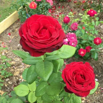 Фотография розы гранд гала в webp