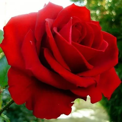 Фотография розы гранд гала с возможностью выбора размера