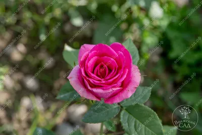 Роза гранд гала в формате webp для скачивания