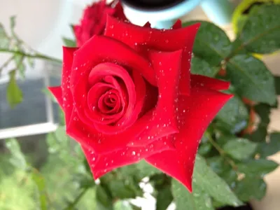Фото розы гранд гала с прозрачностью фона