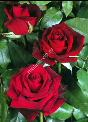 Фотка розы гранд гала для использования в графическом дизайне