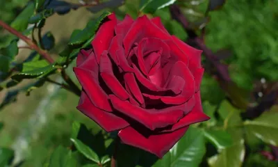 Фото, картинка, изображение: роза гранд гала в высоком качестве