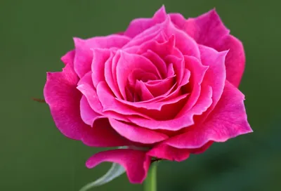 Изображение розы гранд гала в png и jpg для скачивания