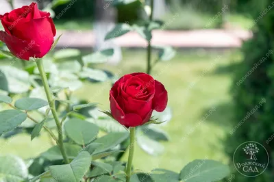 Роза гранд гала: выберите подходящий размер изображения