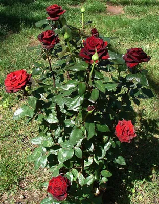 Фотка розы гранд гала в высоком качестве