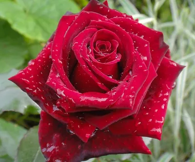 Картинка розы гранд гала с прозрачным фоном