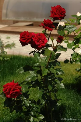 Изображение розы гранд гала в формате jpg для скачивания