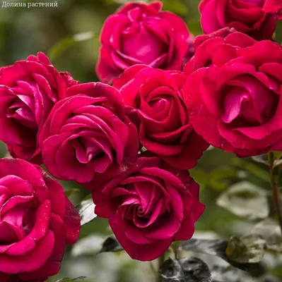 Красивое изображение розы Роза гранд отель для скачивания в png