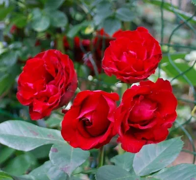Оригинальное изображение розы Роза гранд отель в jpg