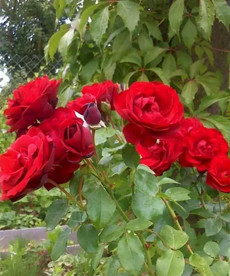 Романтическая фотография розы Роза гранд отель в png формате