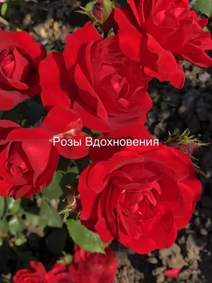 Загадочное изображение розы Роза гранд отель для инстаграма