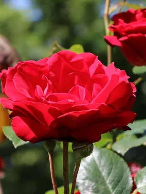 Прекрасная картинка розы Роза гранд отель для скачивания в разных размерах