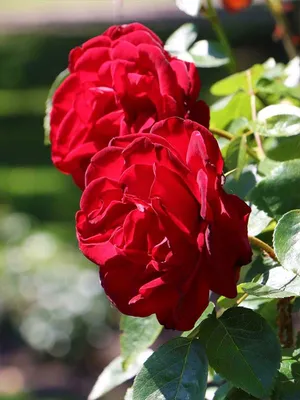 Восхитительное изображение розы Роза гранд отель для фотоальбома