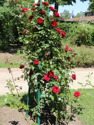 Красивая картинка розы Роза гранд отель в формате webp
