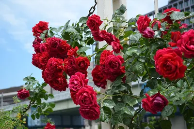 Изображение розы Роза гранд отель в высоком разрешении jpg