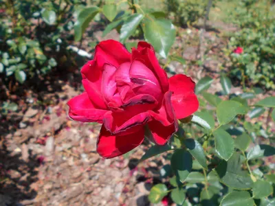 Оригинальное изображение розы Роза гранд отель в высоком разрешении png