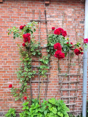 Романтическая фотография розы Роза гранд отель в формате webp
