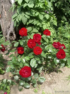 Шикарная фотка розы Роза гранд отель для использования в дизайне