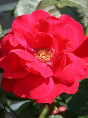 Восхитительное изображение розы Роза гранд отель в webp формате
