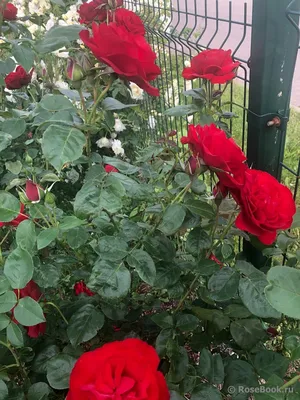 Прекрасное фото розы Роза гранд отель в png формате