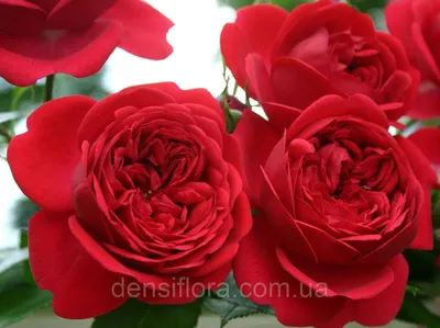 Интересная картинка розы Роза гранд отель для загрузки
