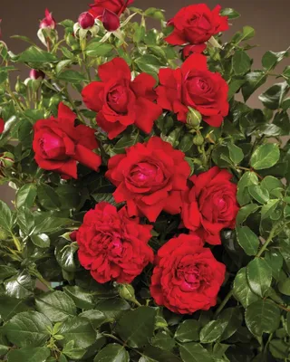 Нежное изображение розы Роза гранд отель в формате webp