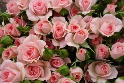Роза грация: величественные изображения для скачивания в формате jpg, png, webp