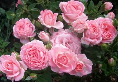 Удивительные фото розы грации – выберите свой размер и формат