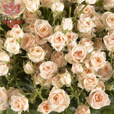 Интригующая красота розы грации: неповторимое изображение