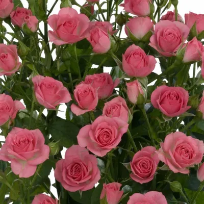 Фото розы грации: красота цветка на вашем экране