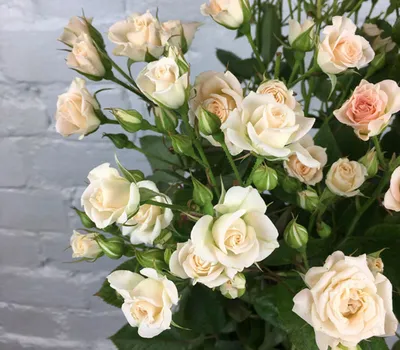 Роза грация: исключительное изображение для скачивания