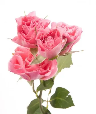 Фото розы грации: проникновенное изображение для вашего выбора