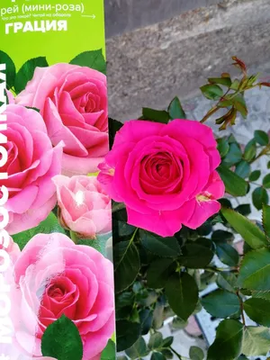Роза грация во всей ее красе: выберите формат для загрузки
