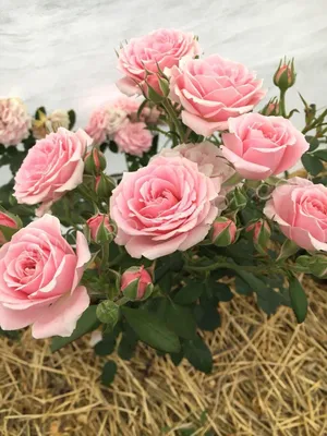 Роза грация: изящное изображение для вдохновения