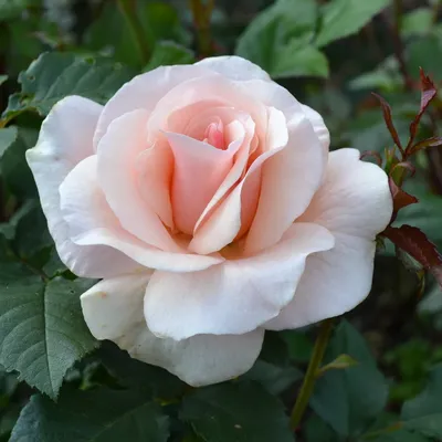 Фото розы грации в формате jpg: сохраните красоту на своем компьютере