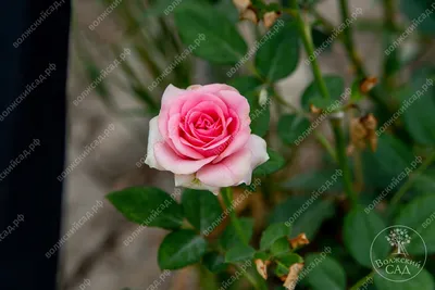 Фото розы грации: погружение в мир роскоши и элегантности