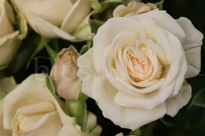 Искусные изображения розы грации: олицетворение красоты