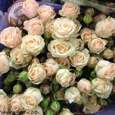 Фото розы грации в формате jpg: красота без границ