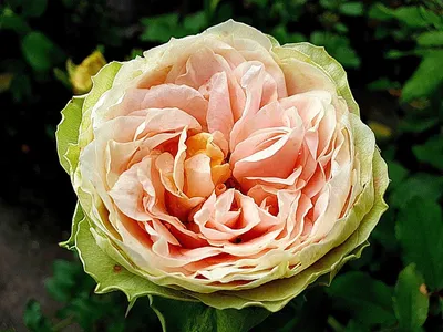 Фото розы гравити: прекрасная композиция