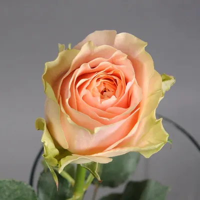 Роза гравити: живописный вид на фото