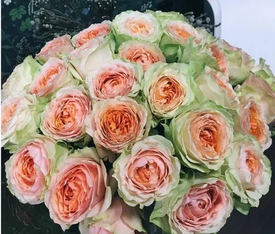 Фотография розы гравити: красочное дарование природы