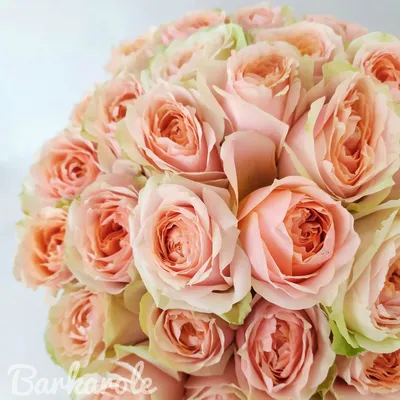Фотка розы гравити: великолепное растение