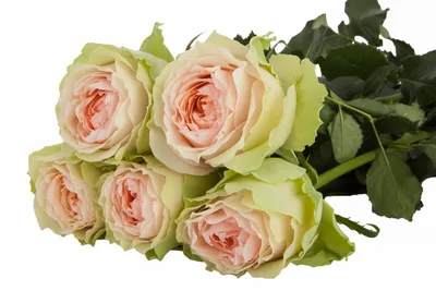 Роза гравити: элегантное изображение в формате jpg